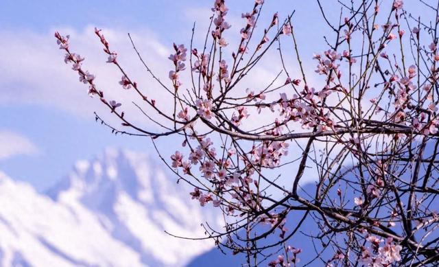 林芝桃花与雪山相映